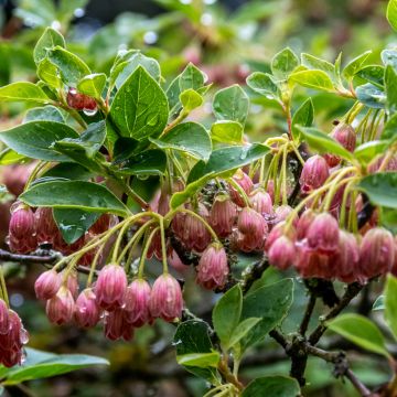 Enkianthus campanulatus Red Bells
