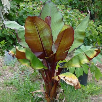 Ensete ventricosum Maurelii