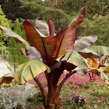 Ensete ventricosum Maurelii Ensete ventricosum Maurelii
