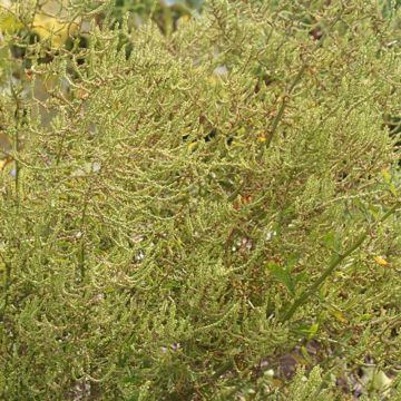 Epazote Bio - Erva de Santa Maria - Ferme de Sainte Marthe