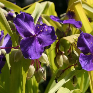 Tradescantia andersoniana Blue and Gold