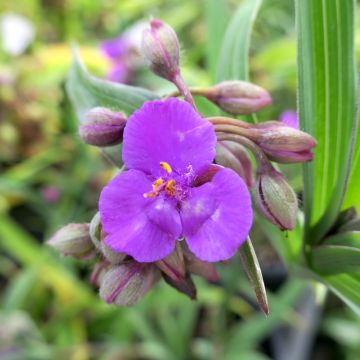 Tradescantia andersoniana Concord Grape