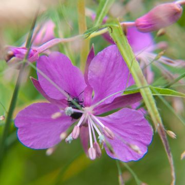 Epilobium fleischeri Epilobium fleischeri