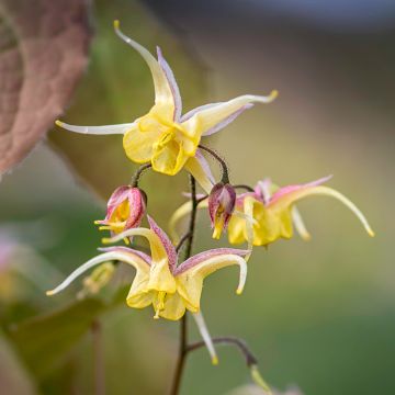 Epimedium Fire Dragon