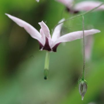 Epimedium fargesii Pink Constellation