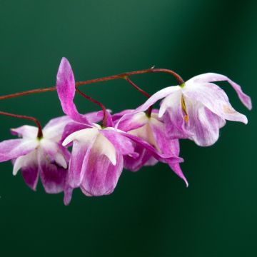 Epimedium pumosum Roseum