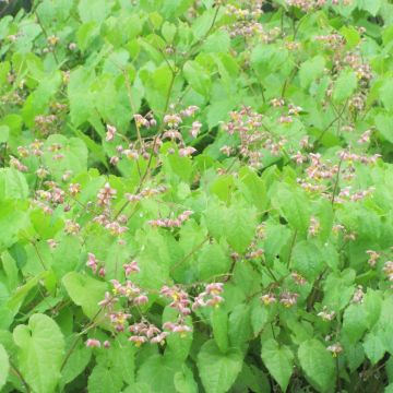 Epimedium alpinum