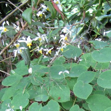 Epimedium brevicornu f. rotundatum