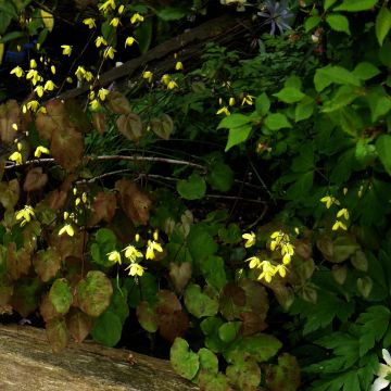 Epimedium campanulatum