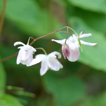 Epimedium diphyllum Dwarf White