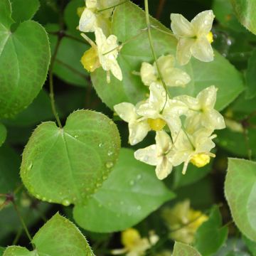 Epimedium flavum