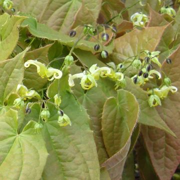 Epimedium franchetii Brimstone Butterfly