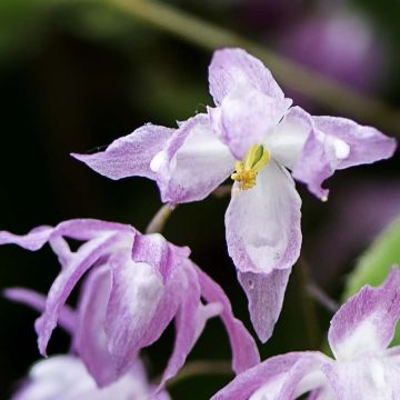 Epimedium grandiflorum Beni