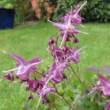 Epimedium grandiflorum Lilafee