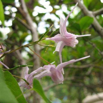 Epimedium grandiflorum f. violaceum