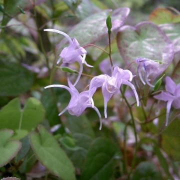 Epimedium grandiflorum