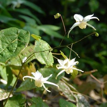 Epimedium latisepalum