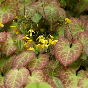 Epimedium perralchicum Frohnleiten Epimedium perralchicum Frohnleiten
