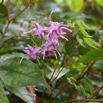 Epimedium sempervirens