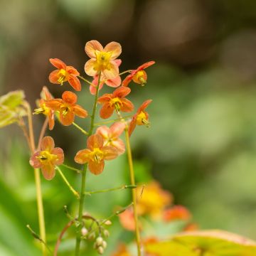 Epimedium × warleyense