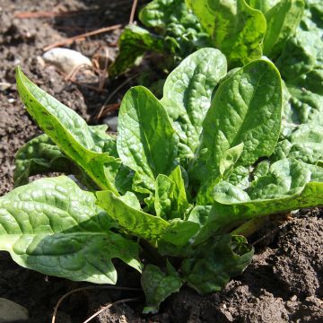 Espinafre América - Ferme de Sainte Marthe Bio