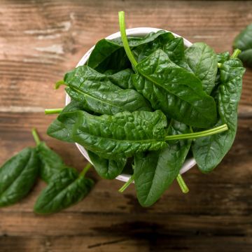 Espinafre Gigante de Inverno