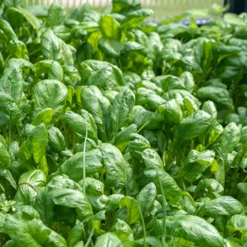 Espinafre Junius Vilmorin