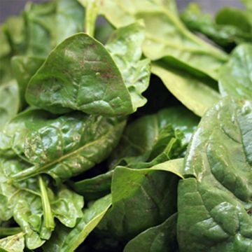 Espinafre Lombardia F1