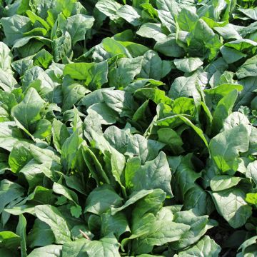 Espinafre Picasso F1