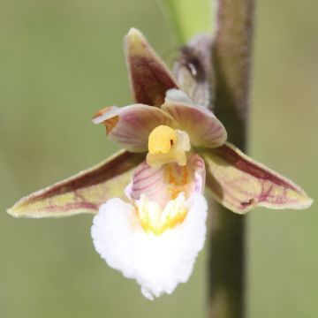 Epipactis palustris