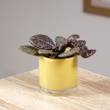 Episcia cupreata Pink Acajou