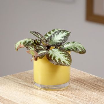 Episcia cupreata Silver Shield