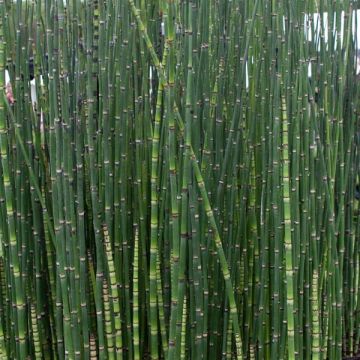 Equisetum hyemale