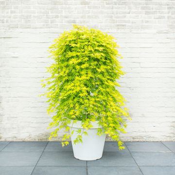 Ácer-do-japão Cascade Citrine - Acer palmatum