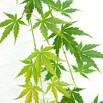 Ácer-do-japão Cascade Emerald - Acer palmatum