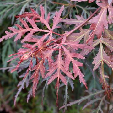 Ácer-do-japão Dissectum Orangeola - Acer palmatum
