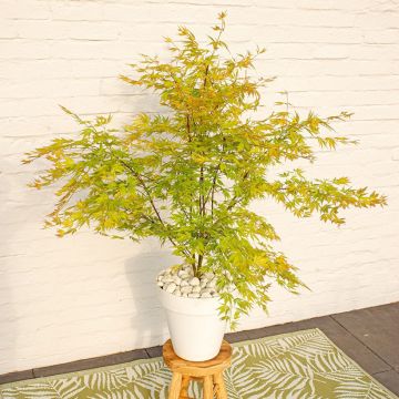 Acer Orange Lace