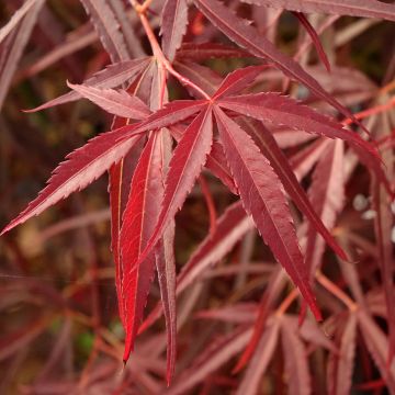 Ácer-do-japão Red Pygmy - Acer palmatum