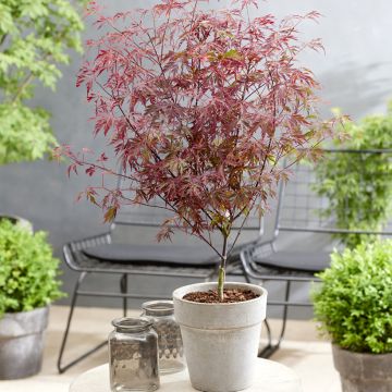 Ácer-do-japão Royal Garnet - Acer palmatum
