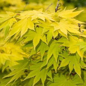Ácer-do-japão Jordan - Acer shirasawanum