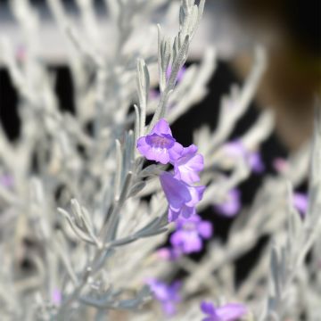 Eremophila nivea
