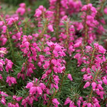Urze-de-inverno Eva - Erica carnea