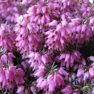 Urze-de-inverno Rosalie - Erica carnea