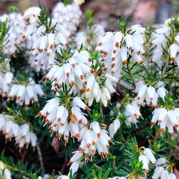 Urze-de-inverno Snow Queen - Erica carnea