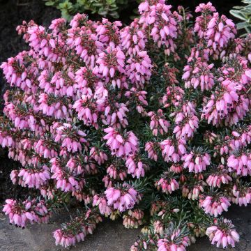 Urze-de-inverno Wintersonne - Erica carnea