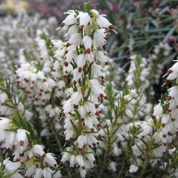 Urze de inverno White Perfection - Erica darleyensis