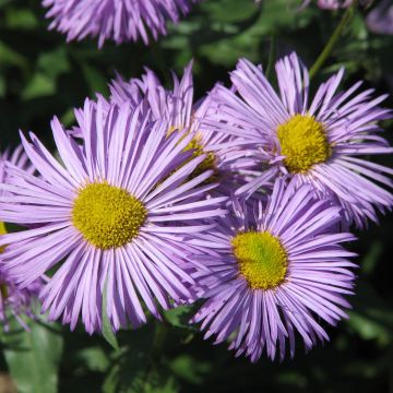 Erigeron speciosus Azure Beauty