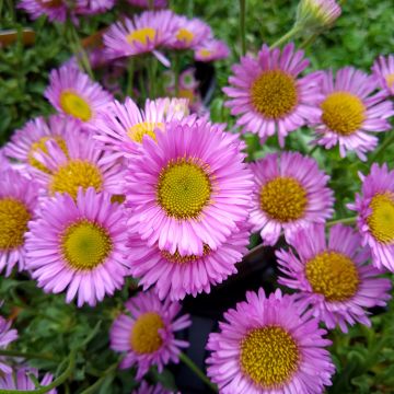 Erigeron glaucus Sea Breeze
