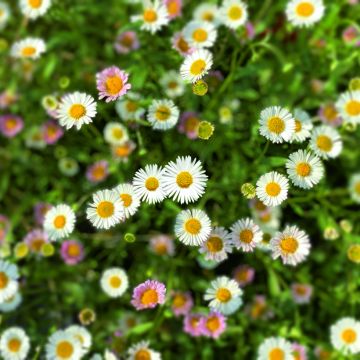 Erigeron karvinskianus Profusion em sementes