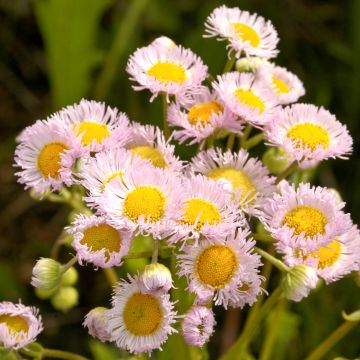 Erigeron philadelphicus